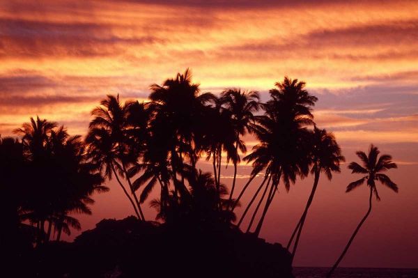 USA, Hawaii, Big Island Sunset over palm grove